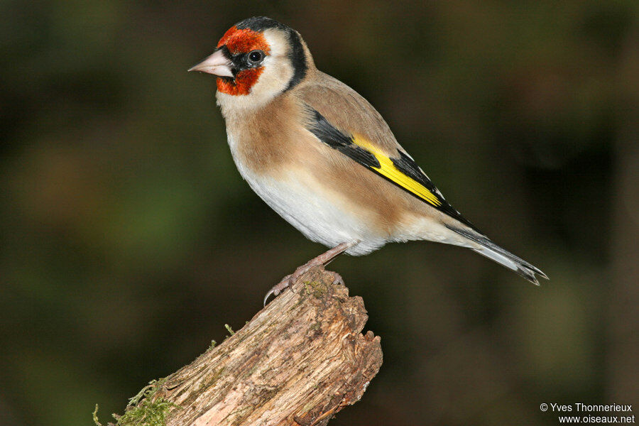 Chardonneret élégant