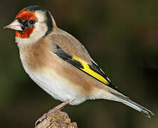 European Goldfinch