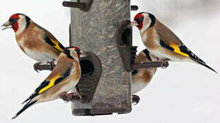 European Goldfinch