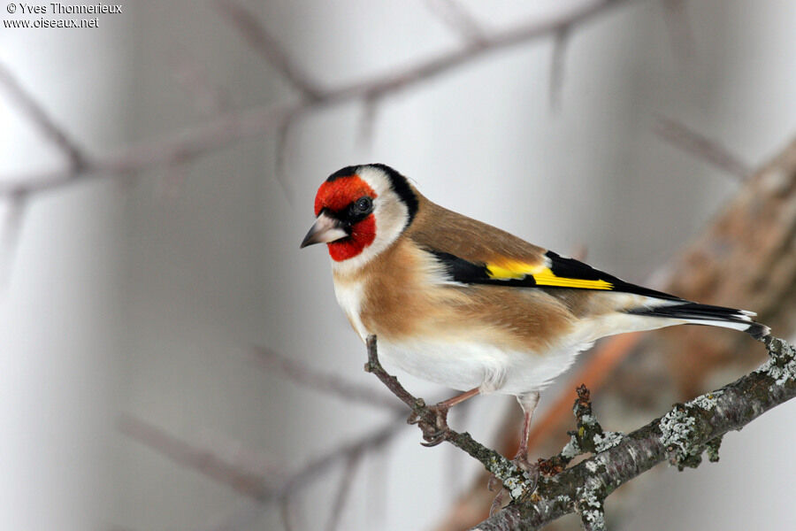 European Goldfinch