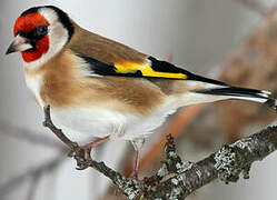 European Goldfinch