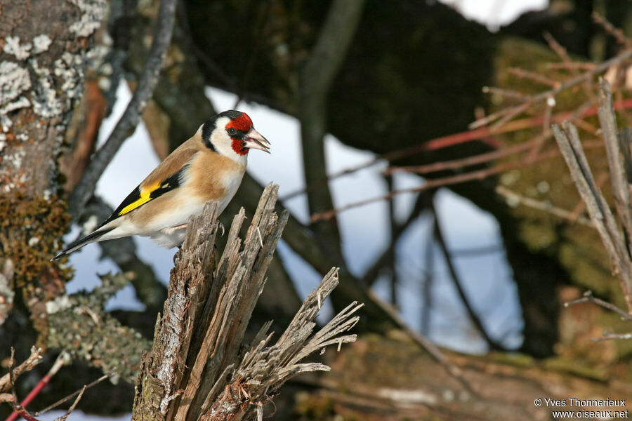 Chardonneret élégantadulte