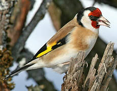 European Goldfinch