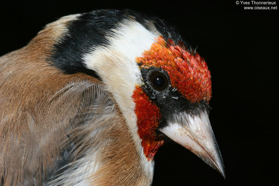 European Goldfinchadult