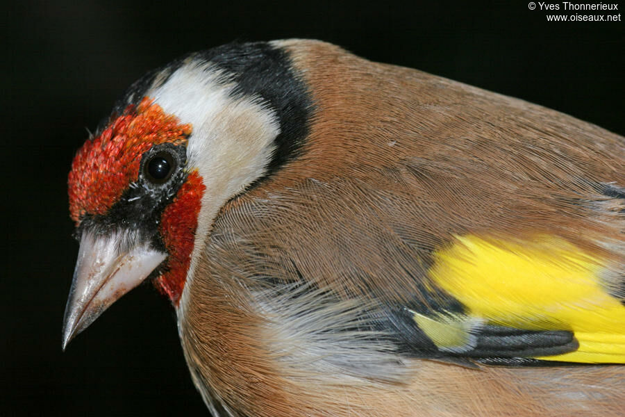 Chardonneret élégantadulte