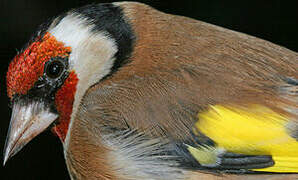 European Goldfinch