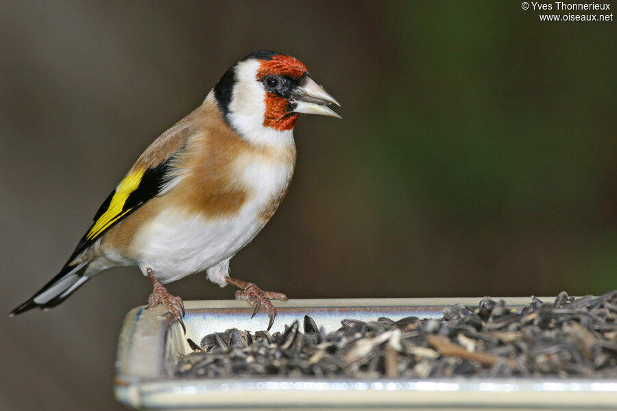 European Goldfinch