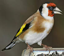 European Goldfinch