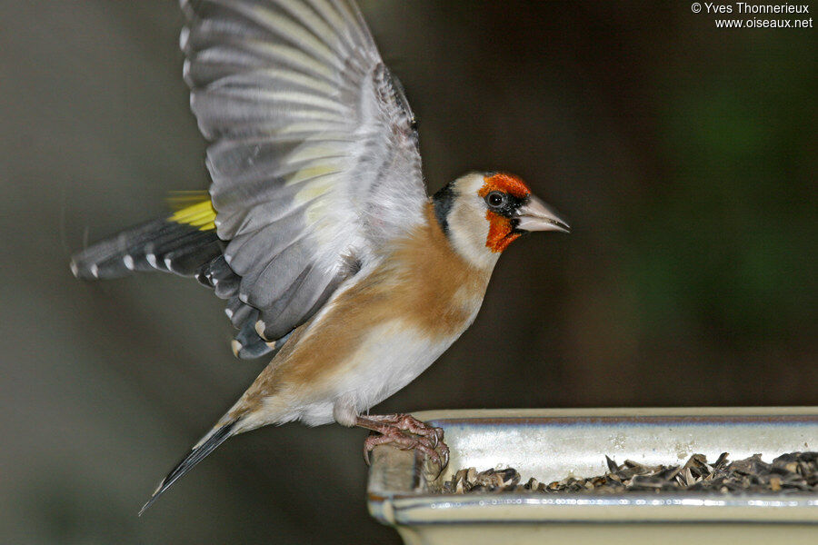 European Goldfinch