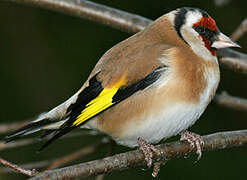 European Goldfinch