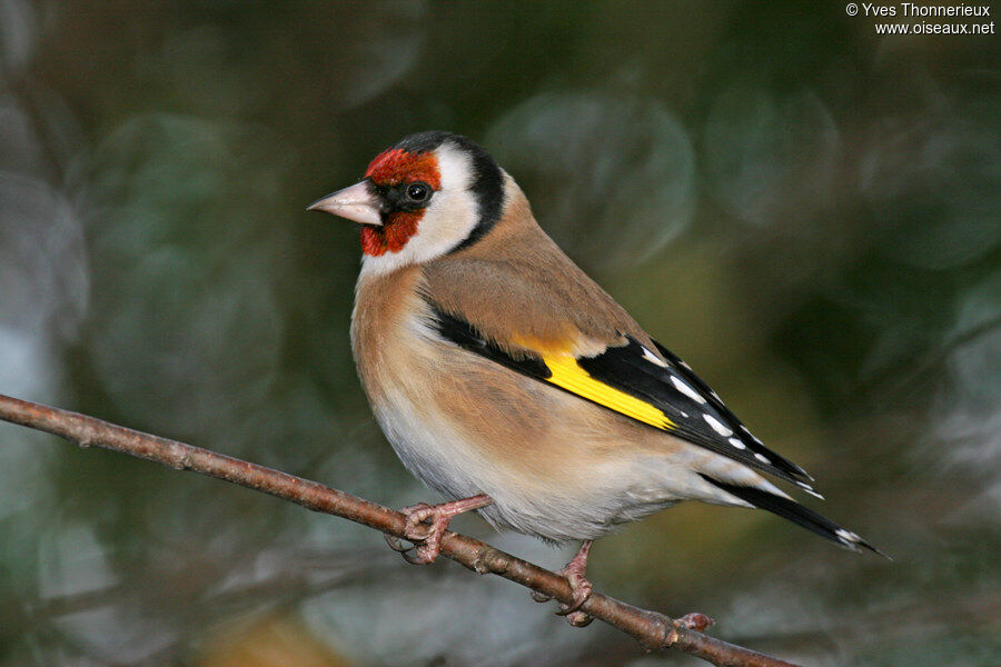 Chardonneret élégant