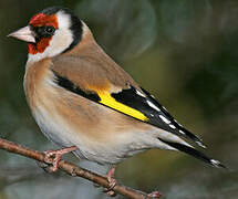 European Goldfinch