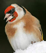 European Goldfinch