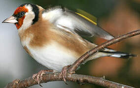 European Goldfinch