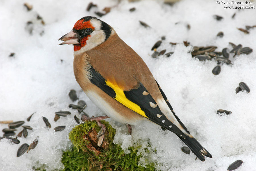 European Goldfinch