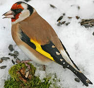 European Goldfinch