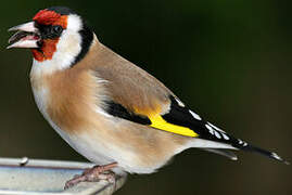 European Goldfinch