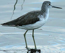 Common Greenshank