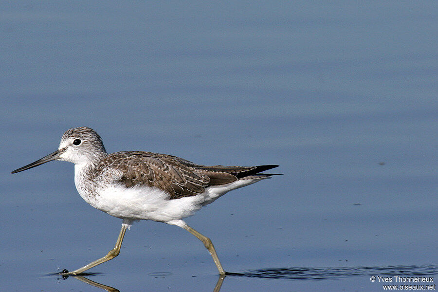 Common Greenshank