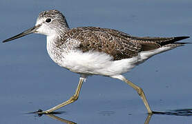 Common Greenshank