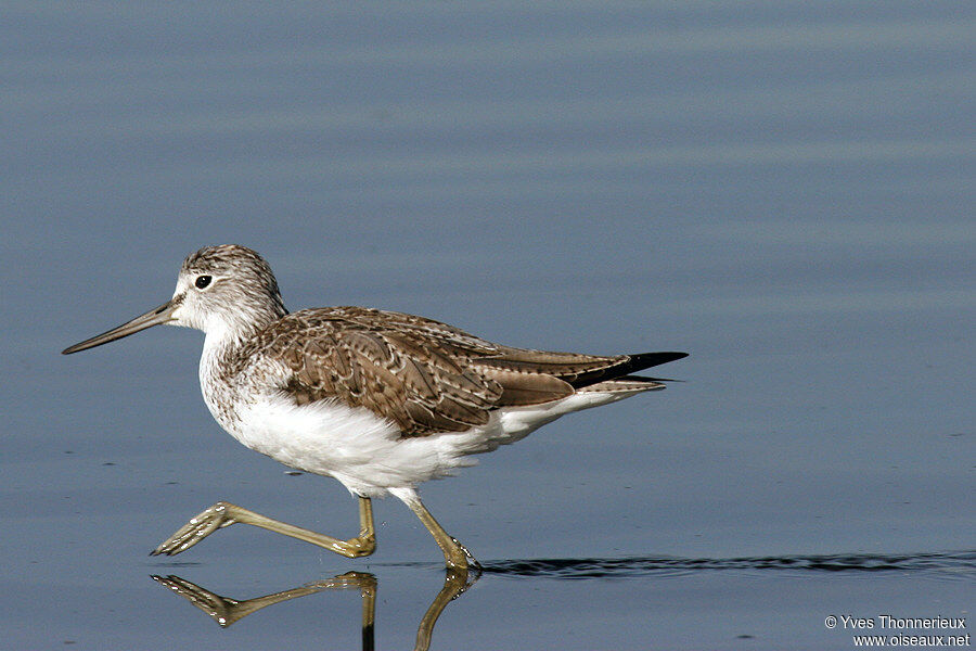 Common Greenshank