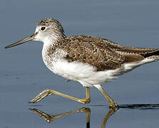 Common Greenshank