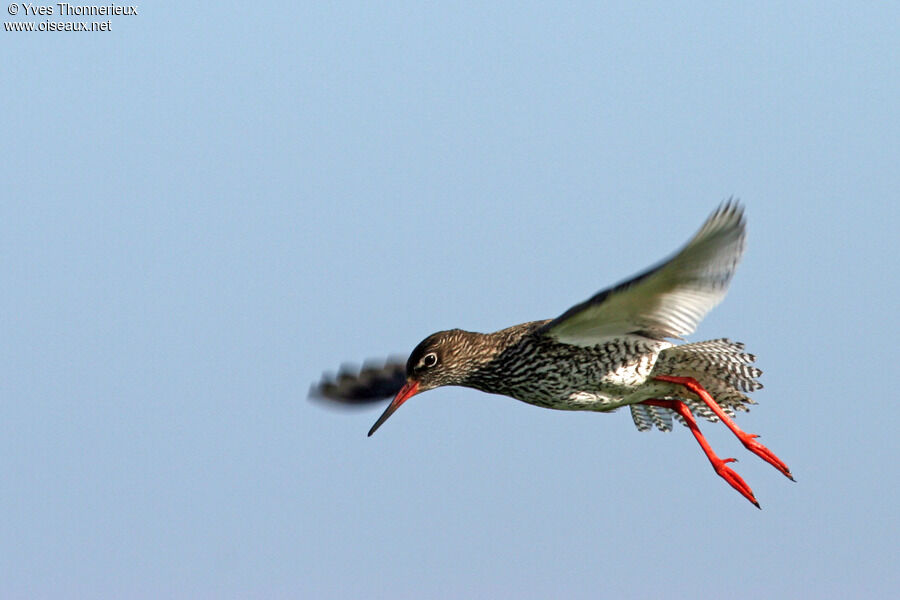 Common Redshank