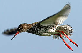 Common Redshank