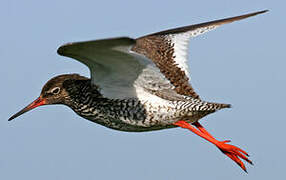 Common Redshank