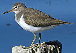 Common Sandpiper