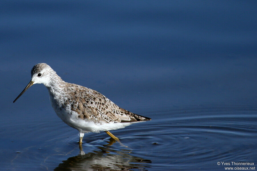 Marsh Sandpiper