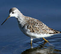 Marsh Sandpiper