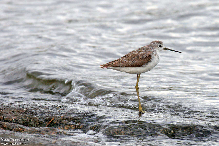 Chevalier stagnatileimmature, identification