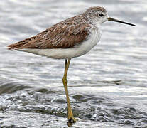 Marsh Sandpiper