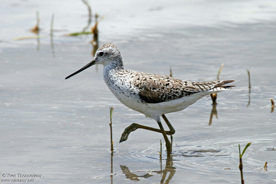 Marsh Sandpiper