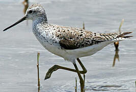 Marsh Sandpiper