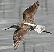 Marsh Sandpiper