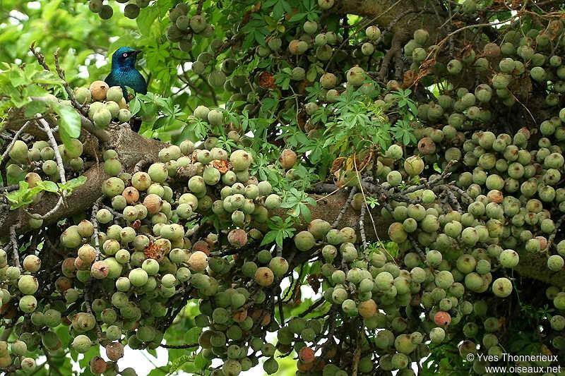 Choucador à oreillons bleus