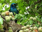 Choucador à oreillons bleus