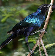 Rüppell's Starling