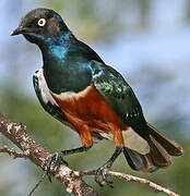 Superb Starling