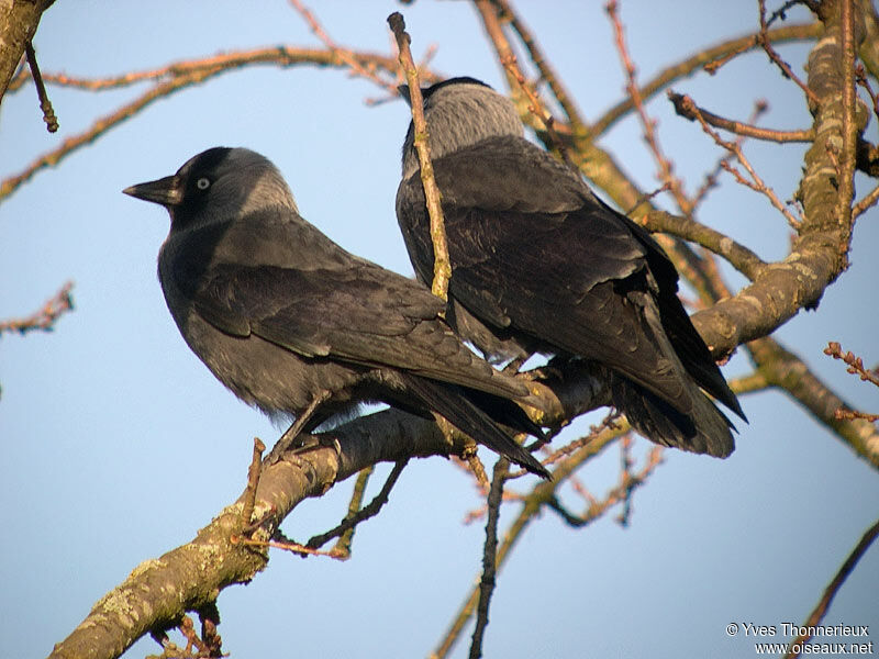 Western Jackdaw