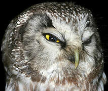 Boreal Owl