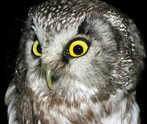 Boreal Owl