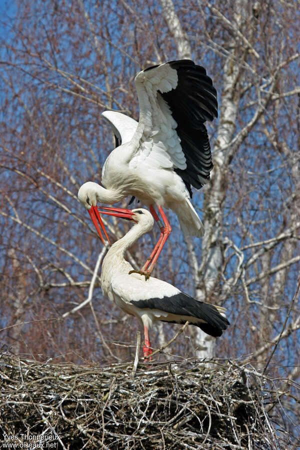 White Storkadult, mating.