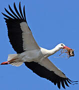 Cigogne blanche