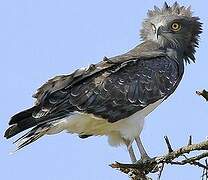 Black-chested Snake Eagle