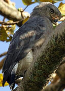 Western Banded Snake Eagle