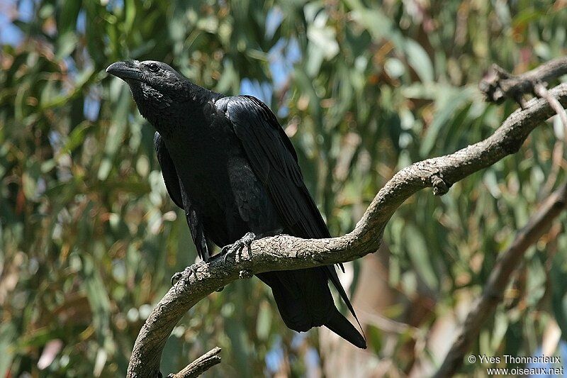 Fan-tailed Raven