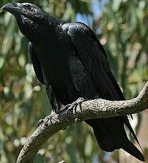 Corbeau à queue courte